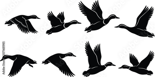 Foto Set of eight black duck silhouettes in various flight poses including flapping w
