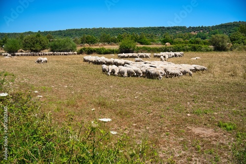 Flock of sheep grazing in a dry rural pasture under a clear blue sky.