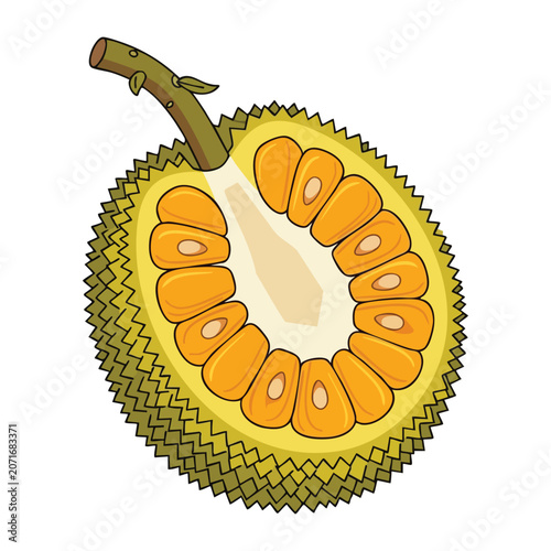 Foto Jackfruit Halved with Seeds Illustration