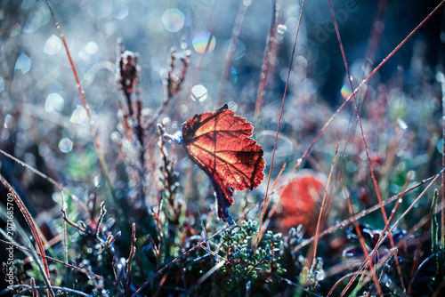 Frost on the leaves and plants