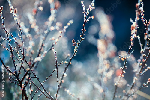 Frost on the leaves and plants