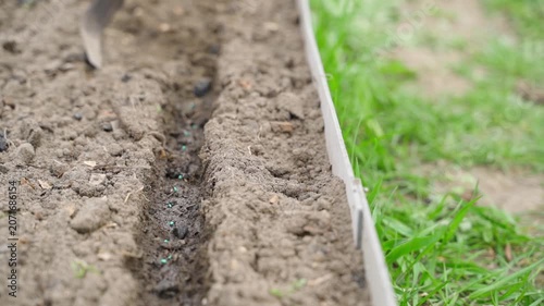 Covering sown radish seeds row with hand hoe close-up