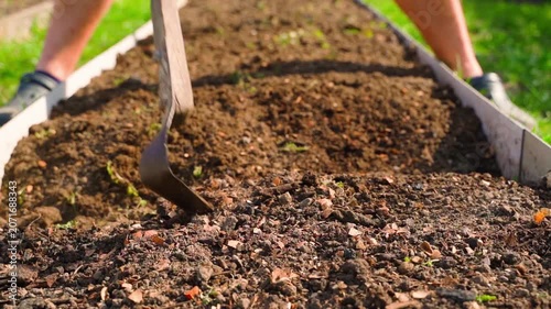 Tilling garden bed soil with hand hoe and mixing soil with chicken manure