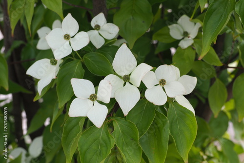 ５月　白い花	flower　 Kousa dogwood
