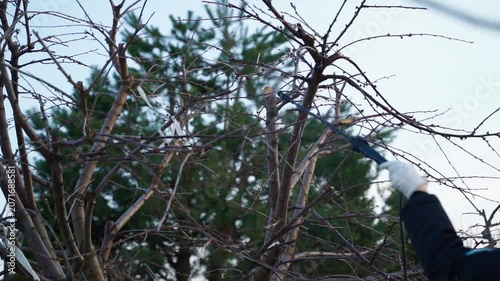 Spraying leafless tree with sprayer. Tree care after winter