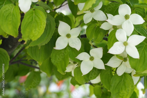 ５月　白い花	flower　 Kousa dogwood
