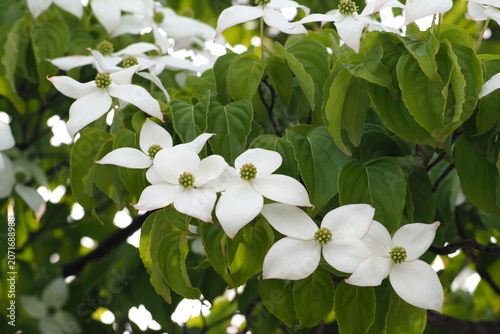 ５月　白い花	flower　 Kousa dogwood
