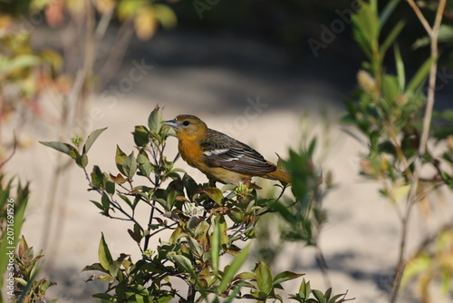 Female Baltimore Oriole perched on leafy shrub in warm sunlight, displaying orange plumage and white wing bars.