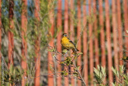 Female Baltimore Oriole perched on a shrub and looking toward the camera, showcasing vibrant orange plumage in a natural habitat.