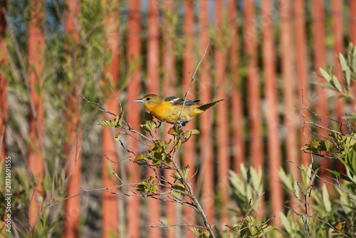 Female Baltimore Oriole perched on a leafy shrub, displaying orange plumage, white wing bars, and a classic side profile in natural sunlight.