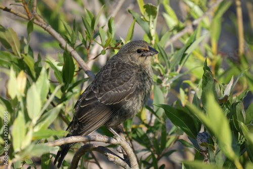 Juvenile brown-headed cowbird resting on a shrub branch amid green foliage during summer in a natural wetland habitat.