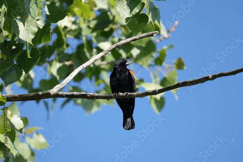 Adult male Red-winged Blackbird (Agelaius phoeniceus) perched on a tree branch against a blue sky and green foliage.