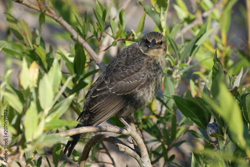 Young Brown-headed Cowbird (Molothrus ater) resting on a branch while looking toward the camera amid green foliage.