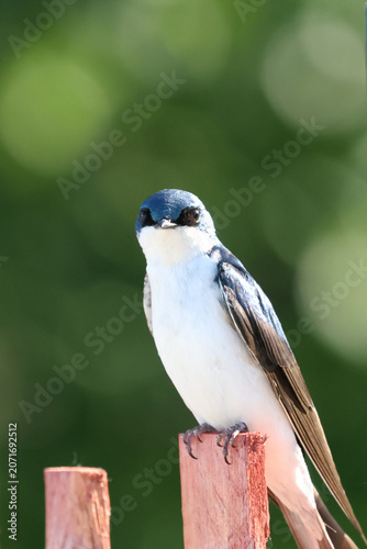 Tree Swallow (Tachycineta bicolor) perched on a wooden fence post while making direct eye contact against a green background.