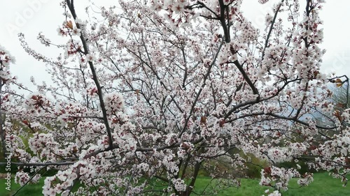 White Spring Blossom Tree Branch In Green Park Real Time Push In