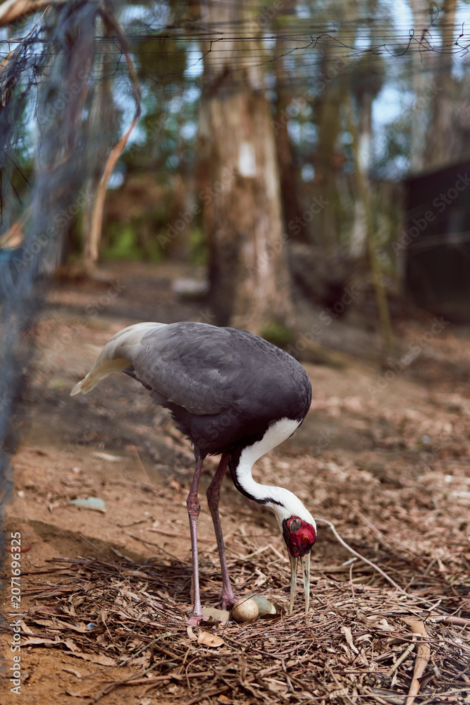 Naklejka premium Bird cassowary eggs nest forest wildlife parent on ground tending and inspecting eggs among leaf litter and tree trunks in natural habitat showing avian behavior and care