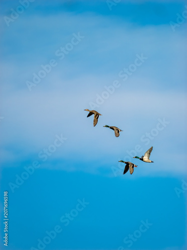 Mallard Ducks Flying in Formation Against Clear Blue Sky