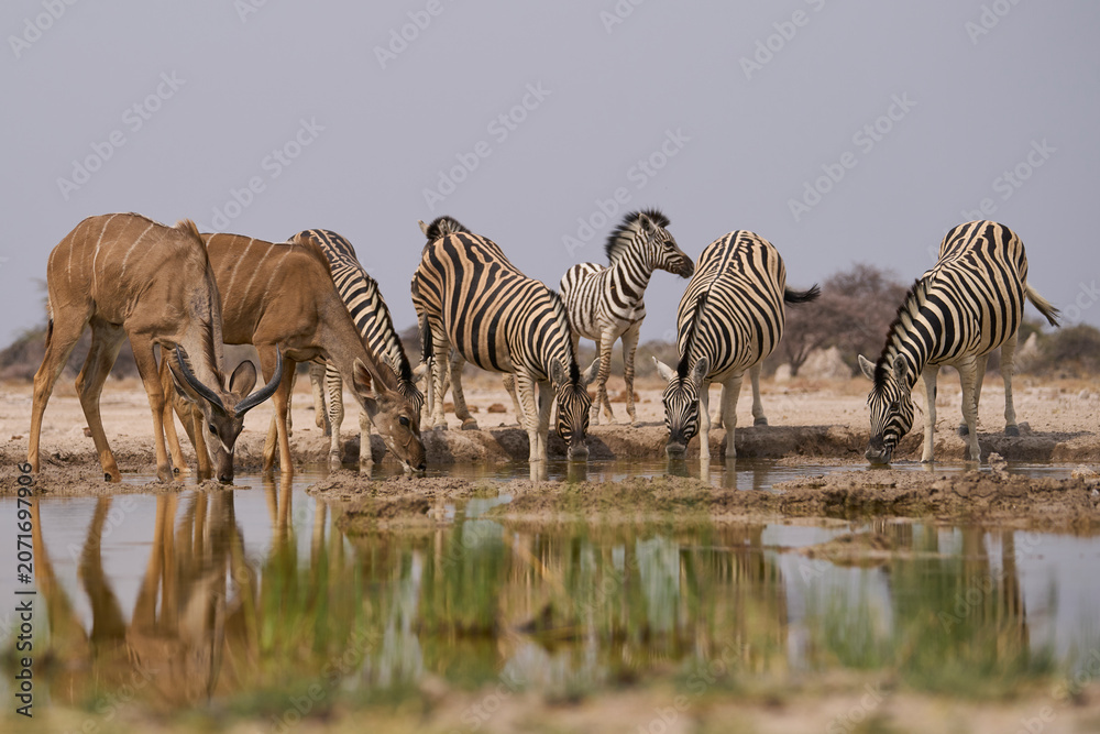 Naklejka premium Group of Plains Zebra (Equus quagga) at a waterhole in Onguma Nature Reserve abutting Etosha National Park, Namibia