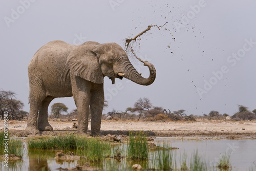 Large male African Elephant (Loxodonta africana) at a waterhole in Onguma Nature Reserve abutting Etosha National Park, Namibia