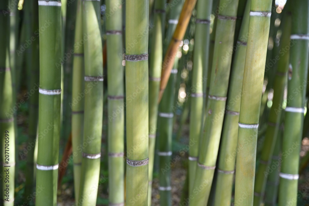 Obraz premium Bambous au jardin en été