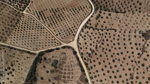 Lush Mediterranean Olive Orchard: Aerial Perspective from Greek Landscape
