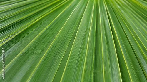 Close up of a vibrant green palm leaf with radiating texture