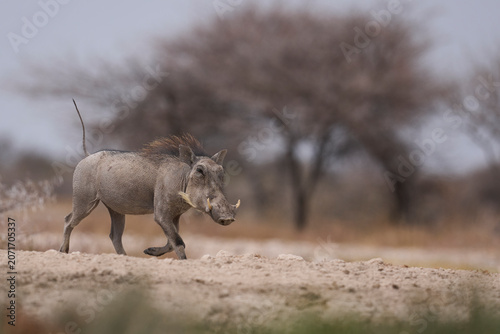 Tableau sur toile Warthog (Phacochoerus aethiopicus) at a waterhole in Onguma Nature Reserve abutting Etosha National Park in Namibia
