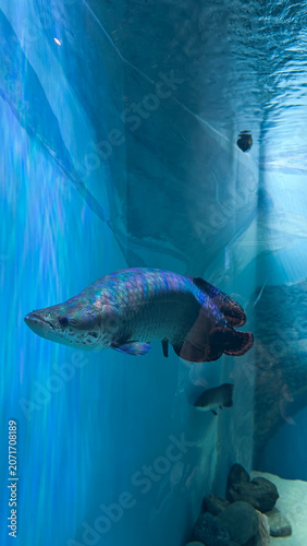 Obraz na plátně Large Arapaima Fish Swimming in Blue Aquarium Tank