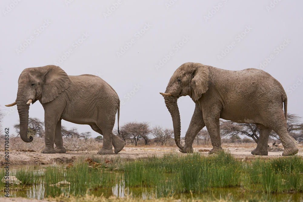 Fototapeta premium Group of large male African Elephant (Loxodonta africana) at a waterhole in Onguma Nature Reserve abutting Etosha National Park, Namibia