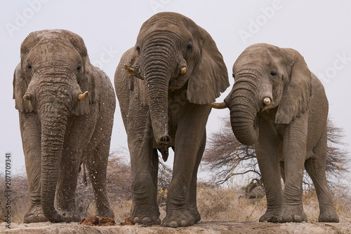 Fotografía Group of large male African Elephant (Loxodonta africana) at a waterhole in Ongu