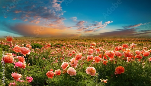 Floral Backdrop Of Coral Hues And Fresh Greens Under A Wide Open Sky