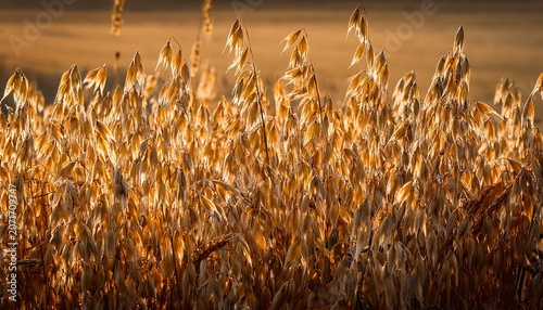 Spikelets Of Oats