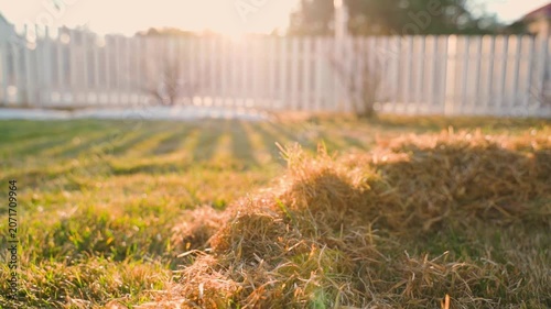 Piles of raked dry dead grass on lawn at sunset close-up