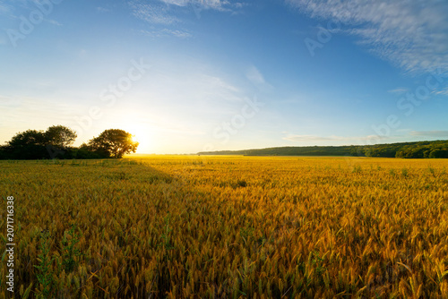 Wheat field in the Essonne valley. Île-de-France region	 
