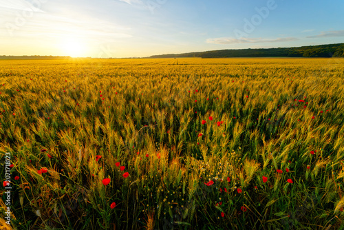 Wheat field and poppies in the Essonne valley. Île-de-France region	 