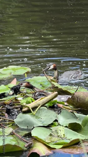 Great crested grebes building a nest