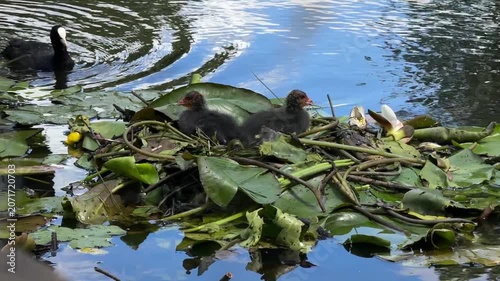 Eurasian coot swimming beside chicks on a nest