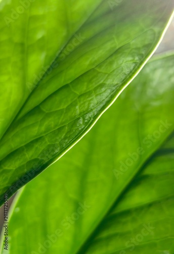 Foto close-up shot overlapping vibrant green tropical houseplant leaves showing beautiful natural texture, intricate vein patterns, soft lighting and shallow depth field