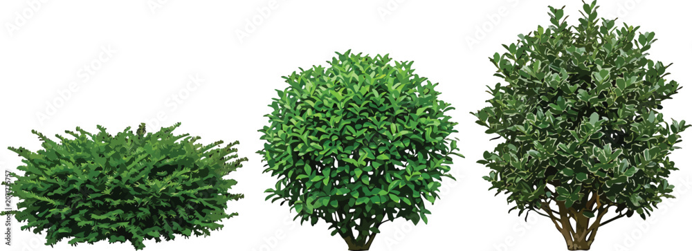 Fototapeta premium Set of three green garden shrubs and bushes isolated on white background for landscape design projects