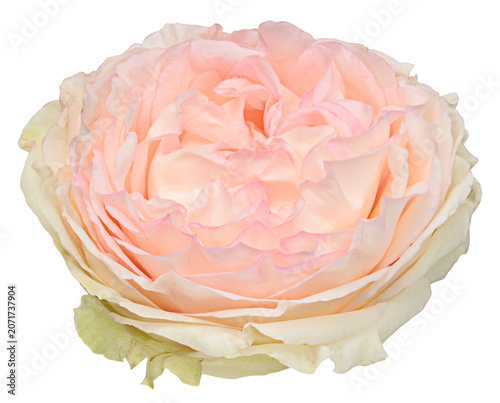 Close-up of a lush, delicate pink peony rose bud