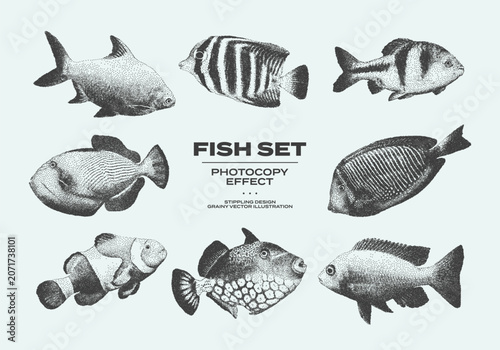 Photography Vintage grainy set of different types of fish with grunge stippling effect