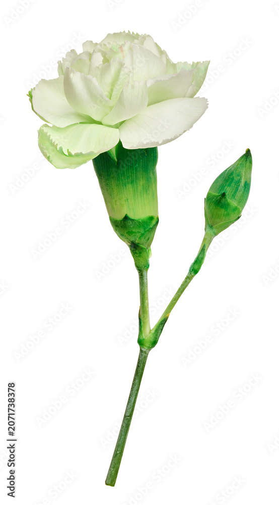 Obraz premium Light green double carnation flower with an unopened bud on a stem