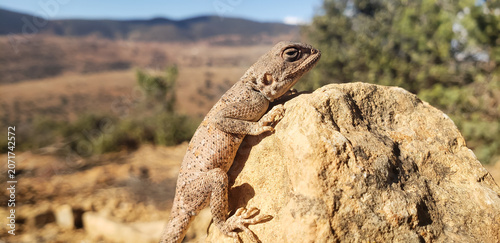 Valokuva Close-up of a wild lizard basking on a rock with a mountainous rural landscape b
