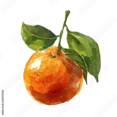 Mandarin, watercolor clipart isolated on white background