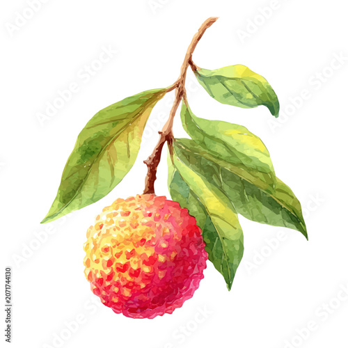 Lychee, isolated watercolor element on white background