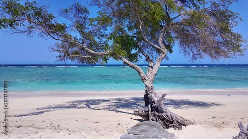 static shot of tropical tree sways gently in breeze with ocean waves, travel concept, beauty of nature, Indonesia