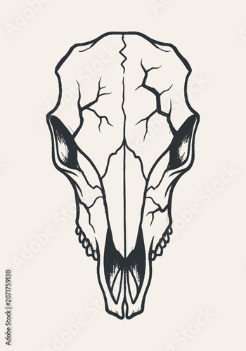 An animal skull illustration with visible cracks in a dark monochrome hand-drawn style on a light beige background