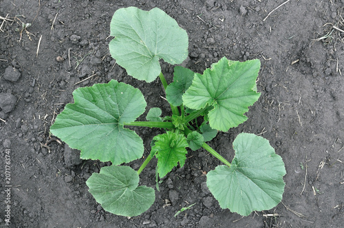 Fényképezés close-up of growing young pumpkin plant in the ground, view directly above