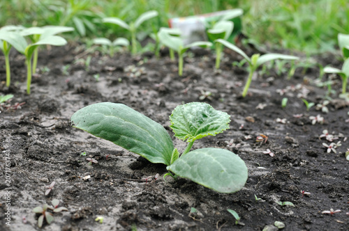 Obraz na plátně close-up of growing pumpkin sprout in the ground