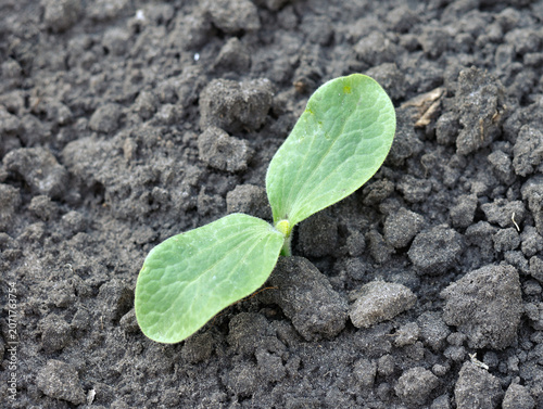 Fotografi close-up of growing pumpkin sprout in the ground